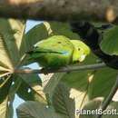 Image of Mexican Parrotlet