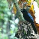 Image of San Blas Jay