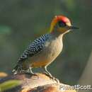 Image of Golden-cheeked Woodpecker