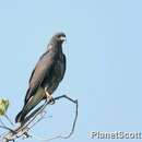 Image of Snail Kite