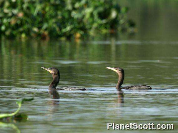 Plancia ëd Phalacrocorax Brisson 1760