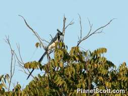 Image of Magpie-jay