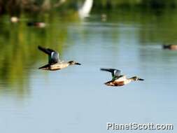 Image of Blue-winged teal