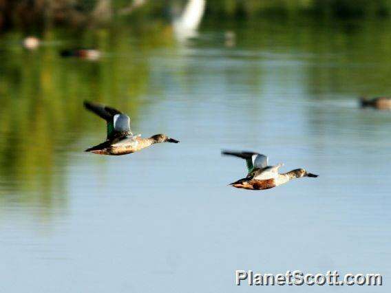 Image of Blue-winged teal