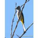 Image of Grey Silky-flycatcher