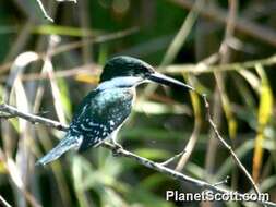 Image of American green kingfisher