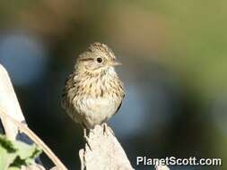 Image of Melospiza Baird & SF 1858