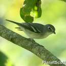 Imagem de Vireo cassinii Xántus 1858