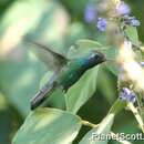 Image of Broad-billed Hummingbird