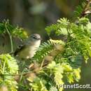 Vireo bellii Audubon 1844 resmi