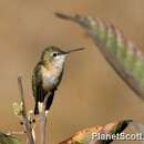 Selasphorus calliope (Gould 1847) resmi