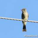 Image of Greater Pewee