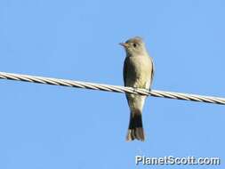 Image of Pewee