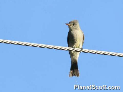 Image of Pewee