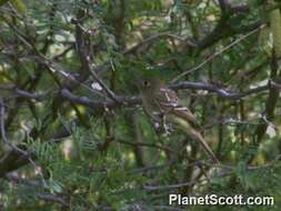 Image of Empidonax Cabanis 1855