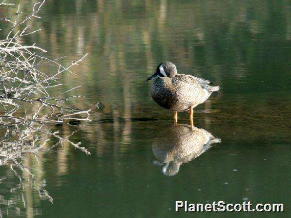 Image of Blue-winged teal