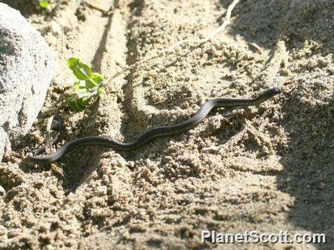 Image of Garter Snakes