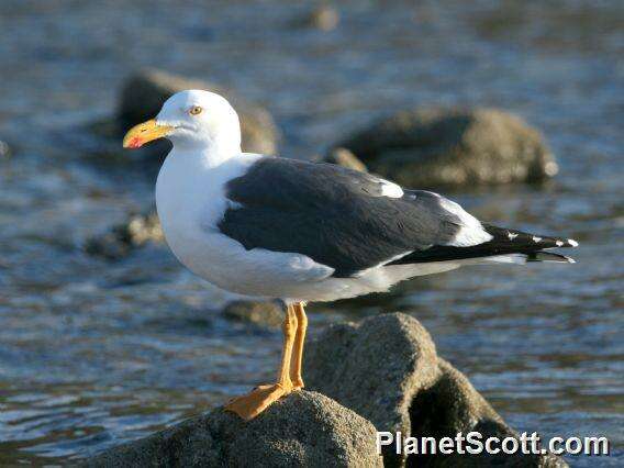 Imagem de Larus Linnaeus 1758