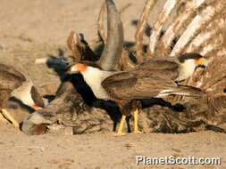 Image of Caracara Merrem 1826