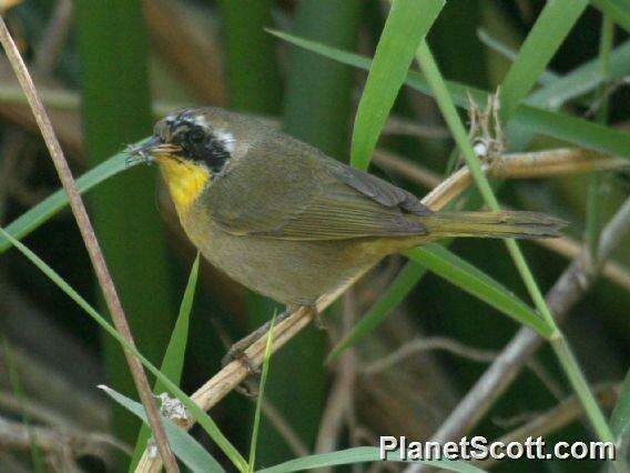 Слика од Geothlypis Cabanis 1847