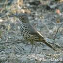 Image of Gray Thrasher