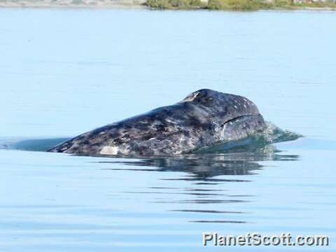 Image of Gray Whale