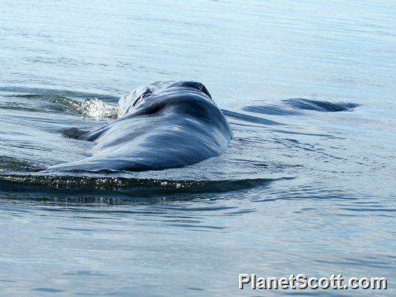 Image of baleen whales