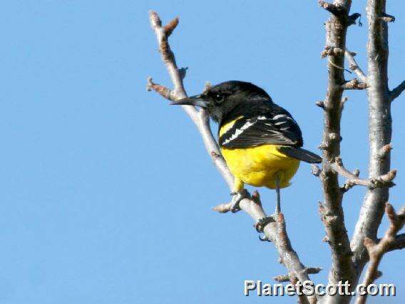 Image of New World orioles