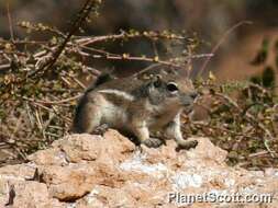 Plancia ëd Ammospermophilus Merriam 1892