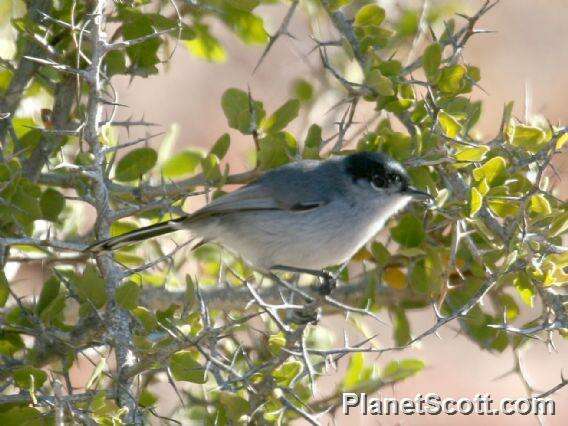 Image of gnatcatchers