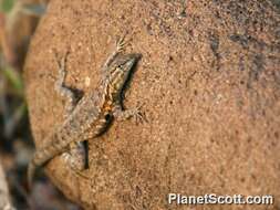 Image of Zebratail lizards