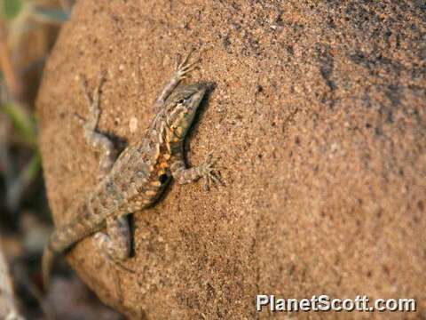 Image of Zebratail lizards