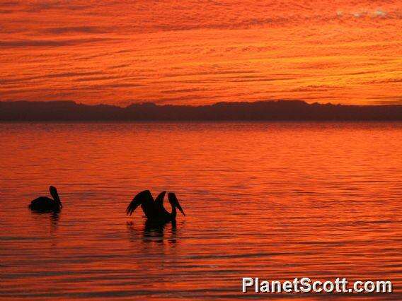 Image of pelicans