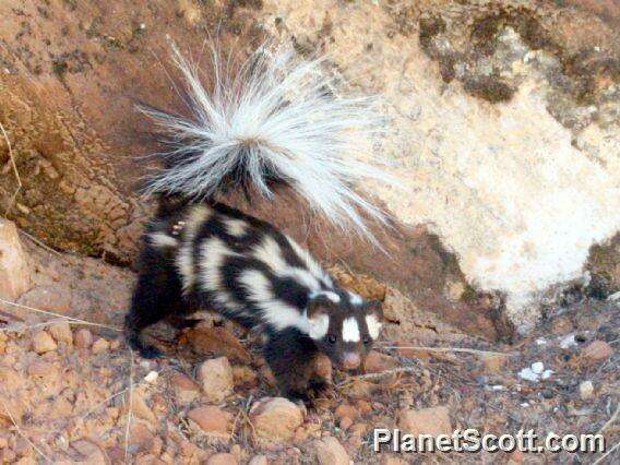 Image of Spotted Skunks