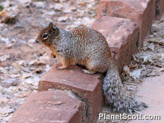 Otospermophilus Brandt 1844 resmi