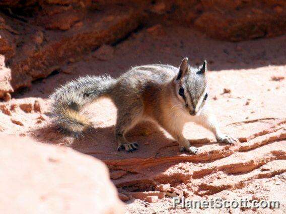 Image of Cliff Chipmunk