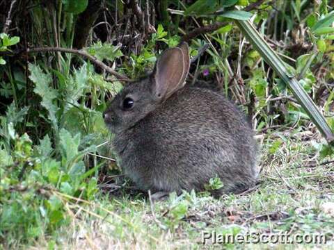 Image of Cottontail rabbit