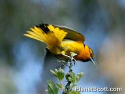 Image of New World orioles