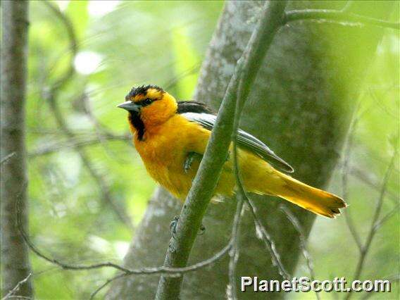 Image of New World orioles