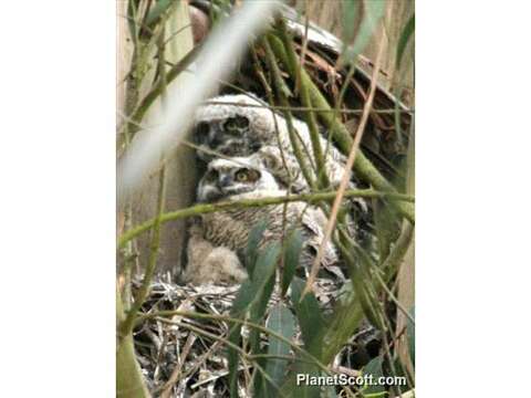 Image of Eagle-owls