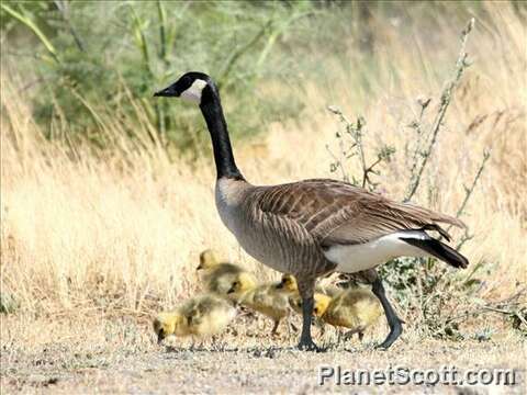 Image of Hawaiian goose