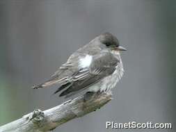 Image of Pewee