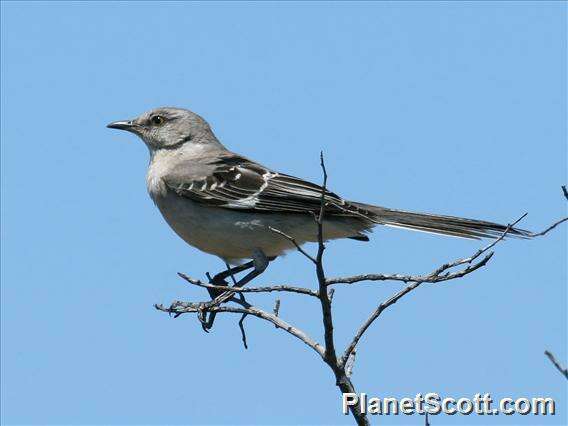 Image of Mimus Boie & F 1826