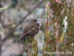 Image of Metallura Gould 1847