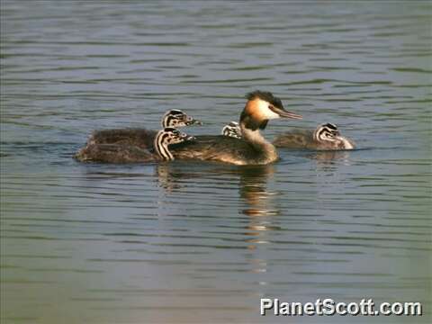 Image of Podiceps Latham 1787