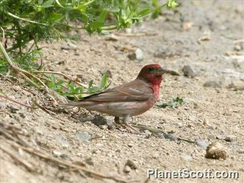 Image de Carpodacus Kaup 1829