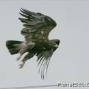 Image of Greater Spotted Eagle