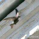 Image of Fork-tailed Swift