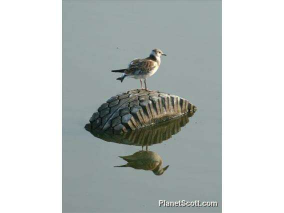 Image of Hooded gulls