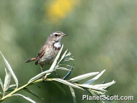 Image of Nightingale